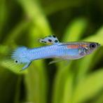 10 Japan Blue Endlers (babies), Poisson, Poisson d'eau douce