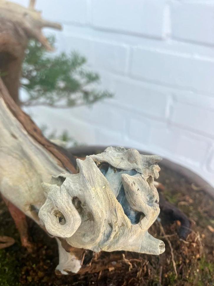 Taxus bonsai, cascade-stijl, Tuin en Terras, Planten | Bomen, Overige soorten, Minder dan 100 cm, Halfschaduw, Bloeit niet, In pot