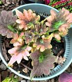 Coleus- Siernetels, Ophalen of Verzenden