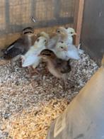 Poussins Onagadori, Sexe inconnu, Poule ou poulet