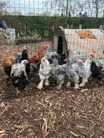 Brahma hanen, Dieren en Toebehoren, Pluimvee, Mannelijk, Kip