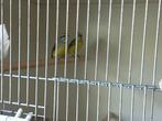 Mozambiquesijs, Dieren en Toebehoren, Vogels | Overige Vogels, Vrouwelijk, Tropenvogel
