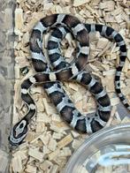 1.0 korenslang > kastanie (het amel, anery, lava, motley), Dieren en Toebehoren, Reptielen en Amfibieën, Slang, 0 tot 2 jaar