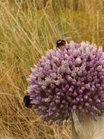 Olifantenlook, Tuin en Terras, Bloembollen en Zaden, Ophalen of Verzenden, Voorjaar, Volle zon, Bloembol
