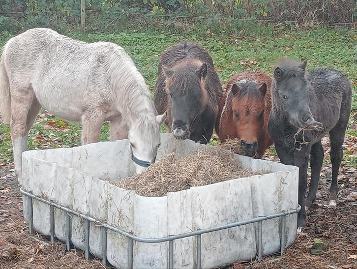 Welsh palomino merrie veulen 🩷, Dieren en Toebehoren, Pony's, Merrie, A pony (tot 1.17m), 0 tot 2 jaar, Met stamboom, Gechipt