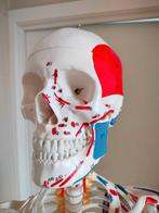 Squelette anatomique avec attaches musculaires, Divers, Enlèvement, Comme neuf