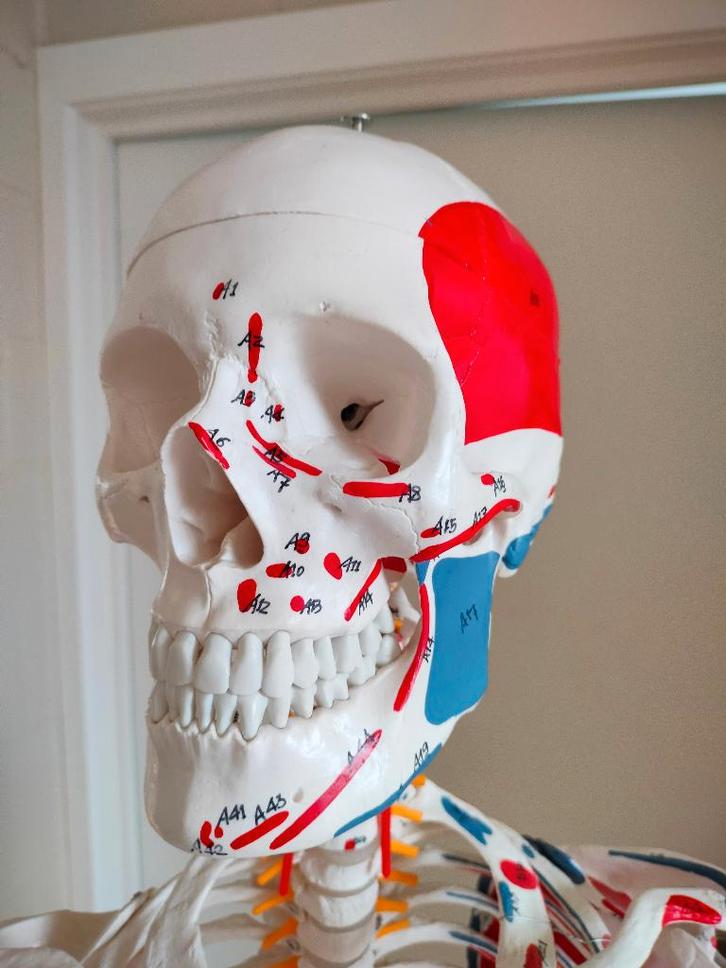 Anatomisch skelet met spieraanhechtingen, Diversen, Schoolbenodigdheden, Zo goed als nieuw, Ophalen