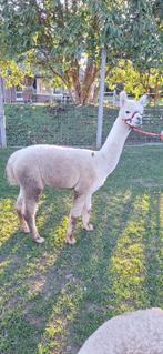 Wandel-alpaca merrie Rania, Dieren en Toebehoren, Overige Dieren, Juni, Vrouwelijk