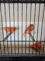 Phaeo rood, Mâle, Canari de couleur