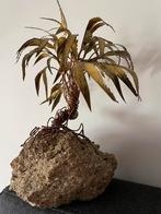 Boom sculptuur in messing, Verzamelen, Ophalen of Verzenden, Gebruikt, Overige typen