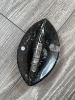 Schaaltje fossiel Orthoceras, Verzamelen, Mineralen en Fossielen, Ophalen of Verzenden, Fossiel