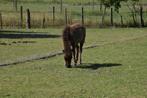Mini shetland veulen, Dieren en Toebehoren, 0 tot 2 jaar, Hengst, A pony (tot 1.17m), Gechipt
