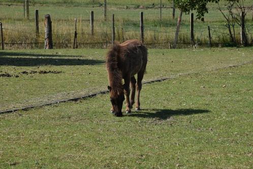 Mini shetland veulen, Dieren en Toebehoren, Pony's, Hengst, Onbeleerd, A pony (tot 1.17m), Recreatiepony, 0 tot 2 jaar, Gechipt