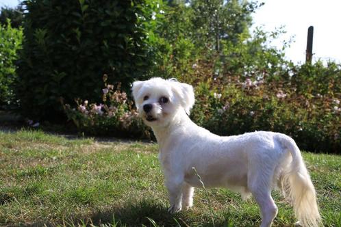 Maltezer, reu, volwassen, Dieren en Toebehoren, Honden | Chihuahua's en Gezelschapshonden, Reu, Maltezer, Fokker | Professioneel