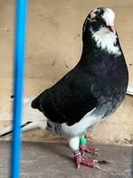 Sierduiven Birmingham Rollers