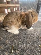 Duitse hangoor konijn, Dieren en Toebehoren, Konijnen, Hangoor