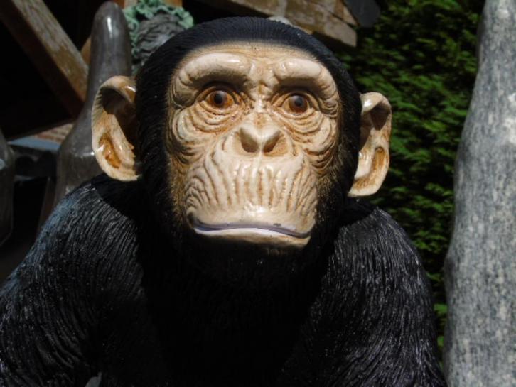Standbeeld van een chimpansee, perfecte imitatie, Tuin en Terras, Tuinbeelden, Nieuw, Dierenbeeld, Kunststof, Ophalen