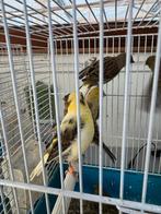 Fife Fancy, Dieren en Toebehoren