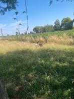Ooi met 2 rammen, Dieren en Toebehoren, Schapen, Geiten en Varkens