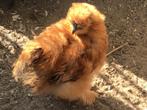 Zijdehoen haan, Dieren en Toebehoren, Mannelijk, Kip