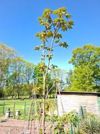 gewone esdoorn, Tuin en Terras, Planten | Bomen, Halfschaduw, Overige soorten, Lente, 400 cm of meer
