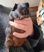 Cavia gladhaar Black & Tan zeugje te koop, Dieren en Toebehoren, Oktober, Vrouwelijk, Cavia