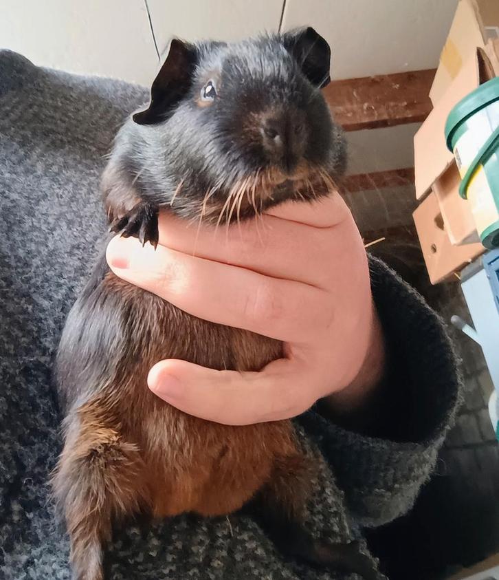 Cavia gladhaar Black & Tan zeugje te koop, Dieren en Toebehoren, Knaagdieren, Vrouwelijk, Cavia, Oktober