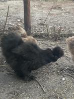 Zijdehoen u.s.a.haantjes  bruin /zwart/ grijs, Mâle, Poule ou poulet