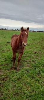 Vos trekpaard veulen, Dieren en Toebehoren, Paarden, Hengst, Gechipt, 0 tot 2 jaar