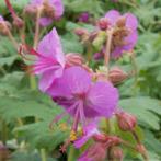 Geranium macrorrhizum, Ophalen, Herfst, Halfschaduw
