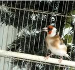 Chardonneret petit major fève, Animaux & Accessoires, Oiseaux | Oiseaux Autre, Mâle