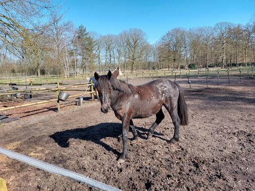 Super lieve anglo arab merrie, Dieren en Toebehoren, Paarden, Merrie, Onbeleerd, Minder dan 160 cm, 0 tot 2 jaar, Met stamboom