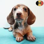 Teckel Korthaar (Choco Tan & Merle) Belgische pups, Dieren en Toebehoren, Honden | Teckels en Dashonden, Parvo, België, 8 tot 15 weken