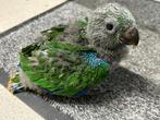 Baby edelpapegaai, Dieren en Toebehoren, Mannelijk, Papegaai, Pratend