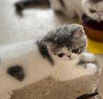 kittens Exotic korthaar, Meerdere dieren, Gechipt, 0 tot 2 jaar