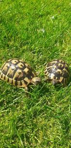 Vrouwelijke Hermann-schildpadden van 2020, Dieren en Toebehoren