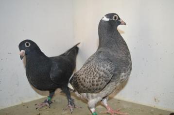kleurpostduiven, Sexe inconnu, Pigeon voyageur