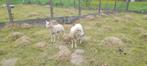 Schapen met lammeren, Dieren en Toebehoren, Schapen, Geiten en Varkens, Meerdere dieren, Schaap, 3 tot 5 jaar