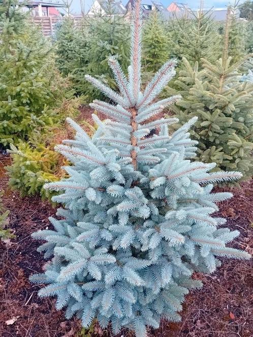 potgekweekt pungens ,nordmann amorika, Tuin en Terras, Planten | Tuinplanten, Ophalen of Verzenden