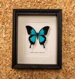 papilio ulysses, Verzamelen, Dierenverzamelingen, Ophalen of Verzenden, Nieuw, Reptiel of Amfibie, Opgezet dier