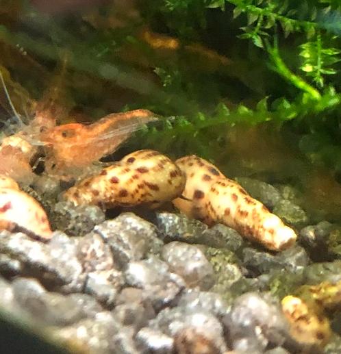Torenslakken, Dieren en Toebehoren, Vissen | Aquaria en Toebehoren, Ophalen