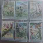 Liebig "orchideeën", Enlèvement ou Envoi, Comme neuf, Nature, Gravure