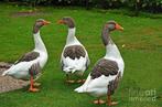 Gezocht, Dieren en Toebehoren