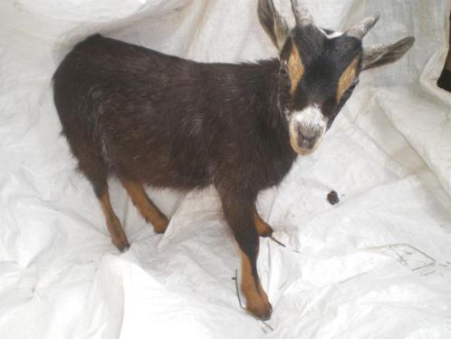 Prachtige mooie mini-dwerggeitjes te koop, Dieren en Toebehoren, Schapen, Geiten en Varkens, Geit, Mannelijk, 0 tot 2 jaar