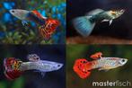 Guppy's mixed, Dieren en Toebehoren, Vissen | Aquariumvissen