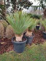 Yucca rostrata winterhard, Plein soleil, Enlèvement, Autres espèces, Été