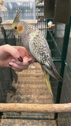 Calopsitte, Animaux & Accessoires, Enlèvement, Comme neuf, Accessoires pour cage