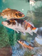 Koi te ruil tegen andere vissen voor in mijn aquarium, Dieren en Toebehoren, Vissen | Aquariumvissen