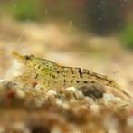 Crevettes Neocaradina, Homard, Crabe ou Crevette, Poisson d'eau douce, Banc de poissons