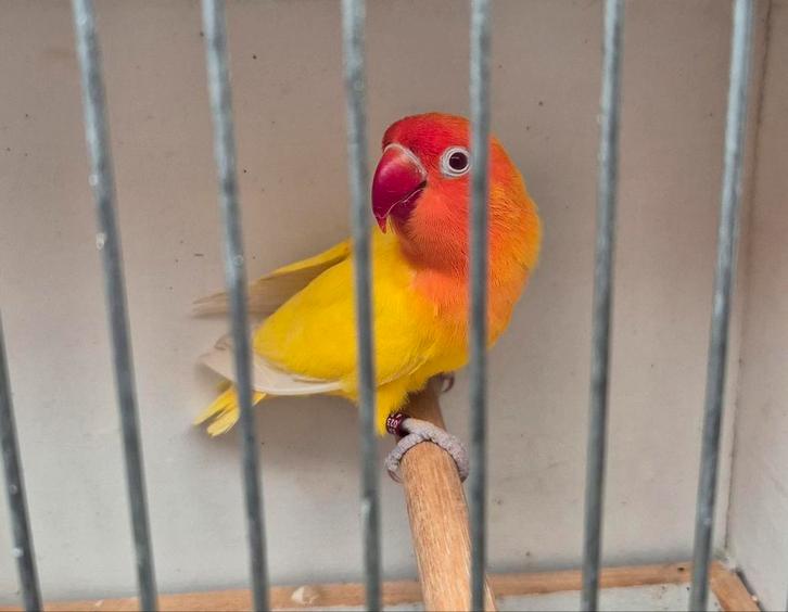 Agapornis Ficheri Lutino man 06/2024 + DNA papieren, Dieren en Toebehoren, Vogels | Parkieten en Papegaaien, Dwergpapegaai of Agapornis